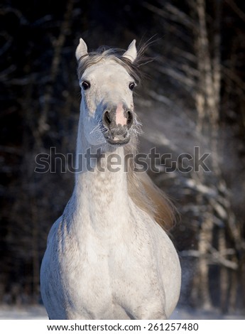 arab horse runs free in winter portrait