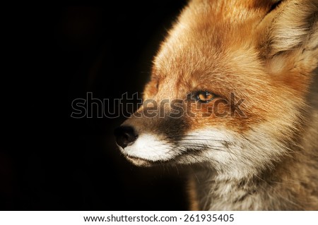 fox face closeup on black