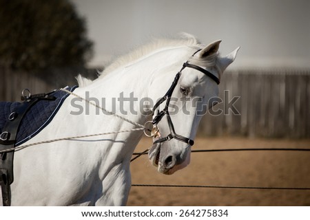 white horse portrait coaching in hands with reins