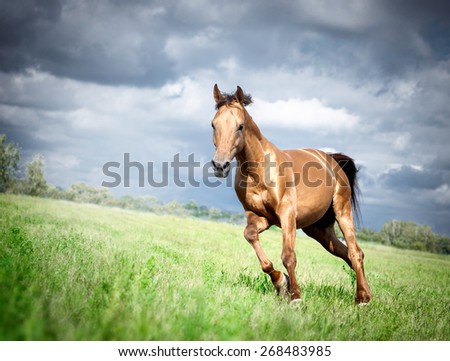 golden Don horse stallion runs gallop in summer with storm sky