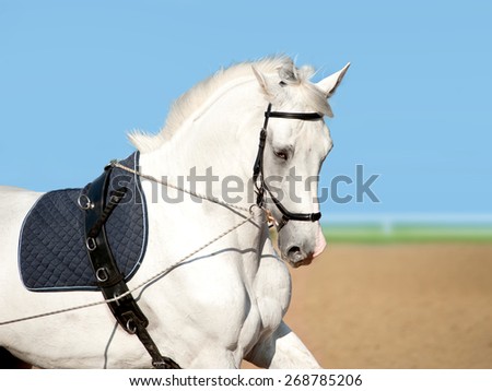 white dressage horse coaching