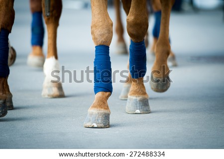 horses legs closeup walking