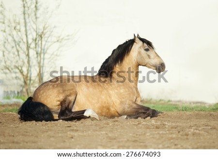 buckskin lusitano stallion lying on a sand in paddock with white stable wall behind