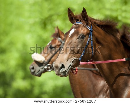 chestnut racing horses heads closeup before start