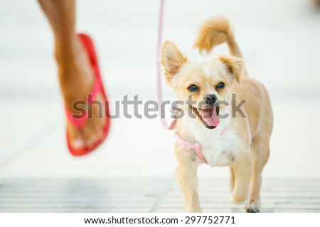 miniature dog walking with owner on a beach closeup