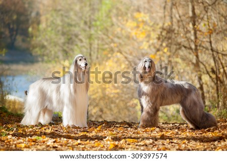 two afghan hounds posing on autumn park