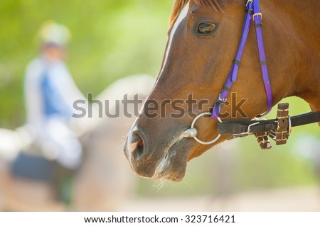 head of racing horse closeup before start