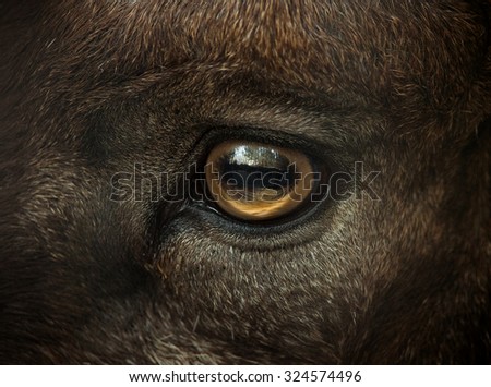 wild goat eye closeup