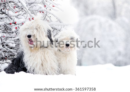 two old english sheepdogs sitting in winter meadow