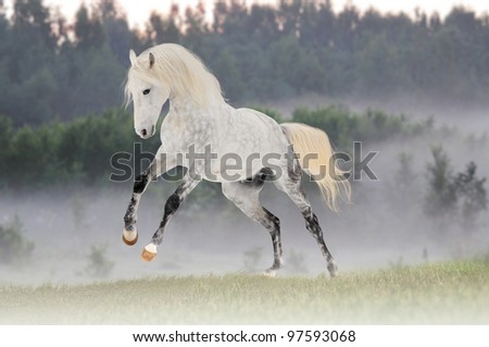 white horse play in morning