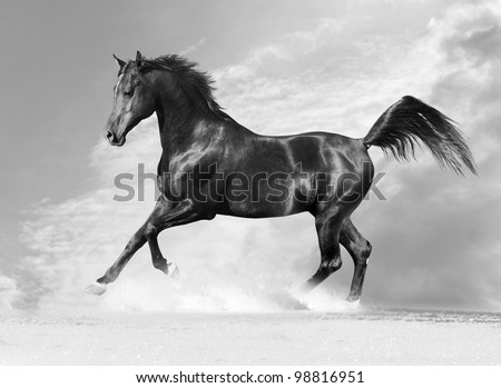 black arab horse in winter in monochrome tone