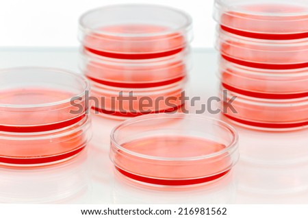 Culturing cells in small petri dishes.
