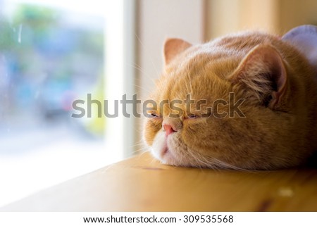 Lazy cat. Full. Asleep on the table.