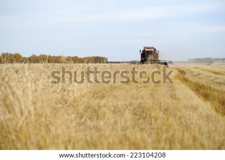 A combine harvests grain harvest in the fall