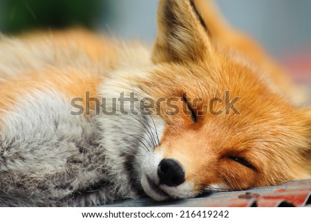 Sleeping Red Fox (Vulpes Vulpes ) in Hokkaido, Japan