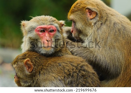 Monkey family in Shing Mun Reservoir Hong Kong