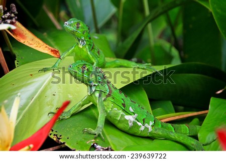 Iguanas in Tortuguero, Costa Rica\'s Lush Lowland Eastern Jungle