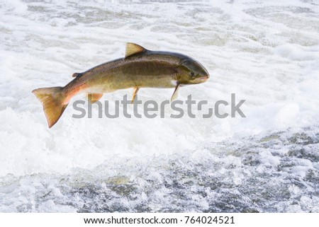 Atlantic salmon jumping over a weir on the River Severn in Shropshire, England