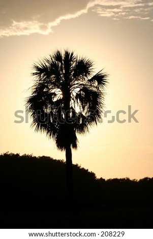 A cabbage palm tree silhouetted against the sunset.