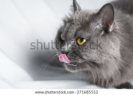gray chinchilla cat licking tongue, side view