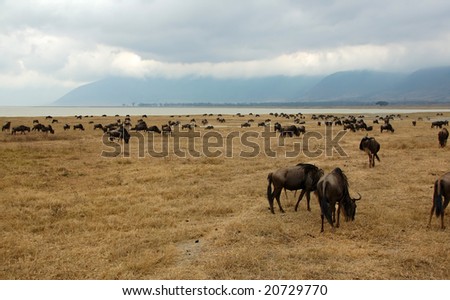 Gnus next to the Ngorongoro crater lake, Ngorongoro Conservation Area, Tanzania