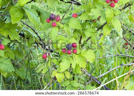 Black Raspberry Plant - with a tight aperture, full detail