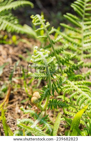 young fern plants in nature; natural back light was used; spiral shape are typical on young plants