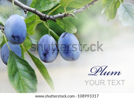 Plums on branch with copyspace