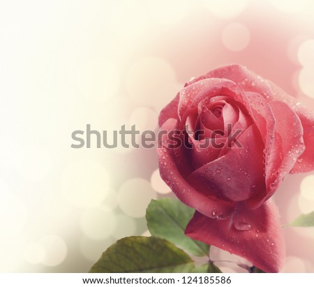 Beautiful pink rose with water drops