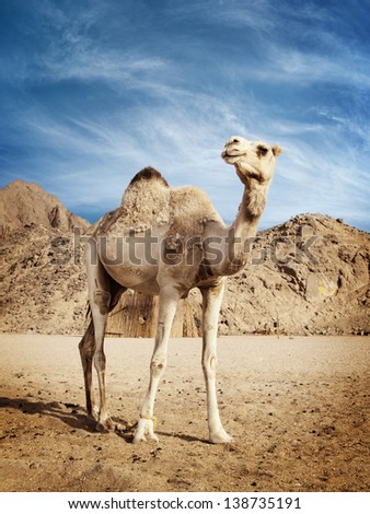 Camel In The Desert In Egypt