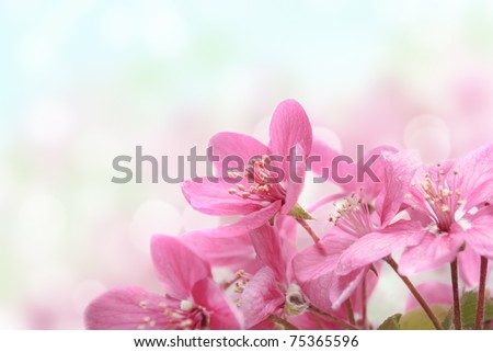 beautiful pink flowers in the garden