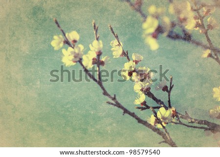Cherry blossom with grunge texture overlay