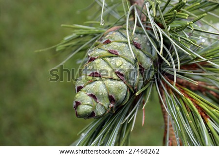 Green pine corn on a fir brunch