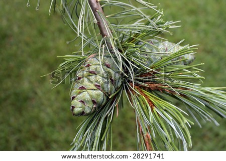 Green pine corn on a fir brunch