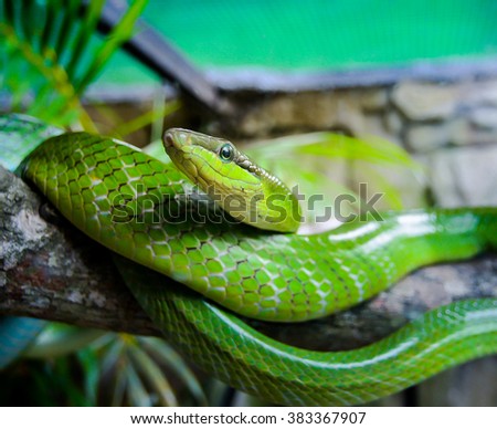 green snake in the cage