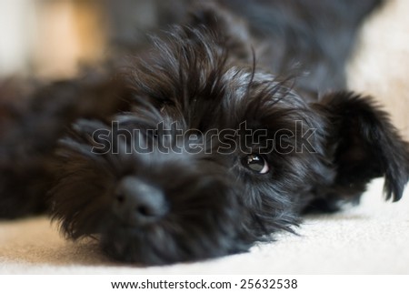 Black Miniature Schnauzer Puppy. Miniature Schnauzer puppy