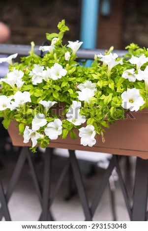 white  flowers in balcony box