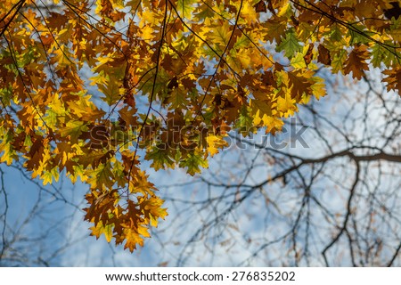 Color picture of golden leaves against the sky