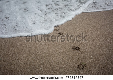 Color picture of dog paw prints in the sand