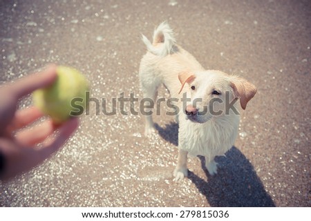 Color picture of a dog playing fetch