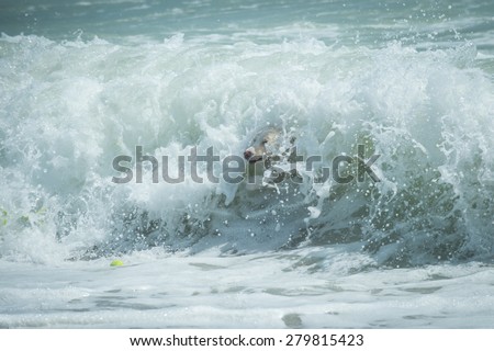 Color picture of a dog jumping in a wave