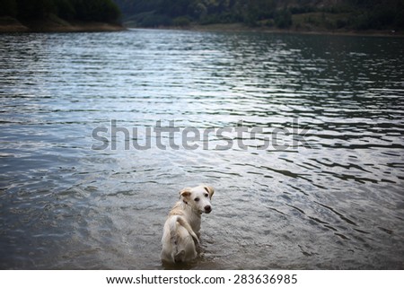 Color picture of a dog in a lake