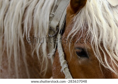Horizontal color picture of a horse\'s head