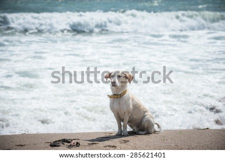 Color picture of a dog waiting by the sea