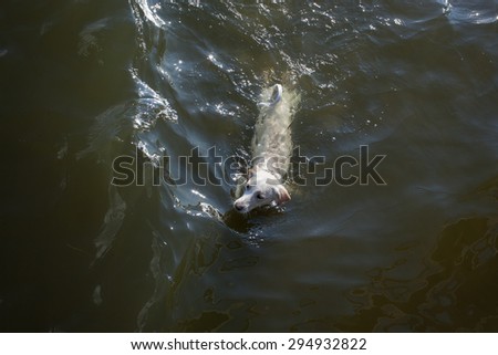 Color picture of a dog swimming in the sea