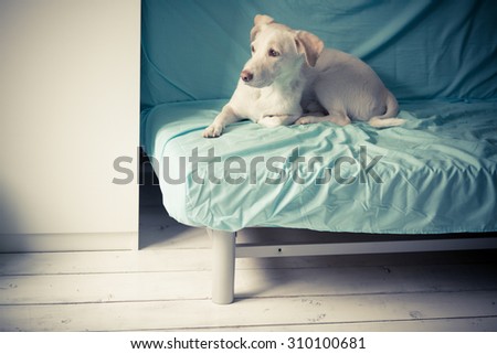 Color portrait of a cute dog on a bed