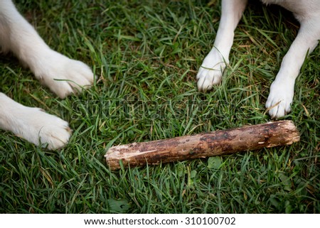 Color picture of dogs\' paws next to a stick in grass