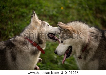 Color picture of an Alaskan Malamutes outside