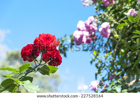 Red and pink roses on sky background