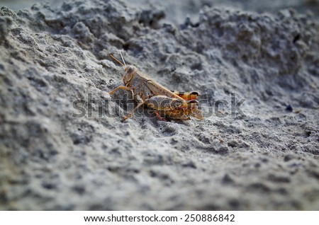 A Grasshopper tries to escape from the crystallised salt of a dried-up lake in Kacheti, Georgia.